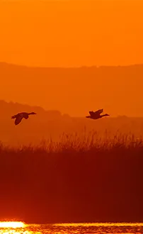 Gänse im Flug bei Sonnenuntergang