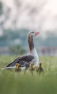 Graugans mit Gössel