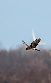 Kornweihe Weibchen