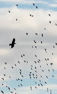 Krähe und Stare