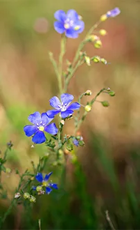 Österreichischer Lein