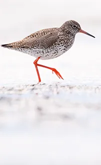Rotschenkel