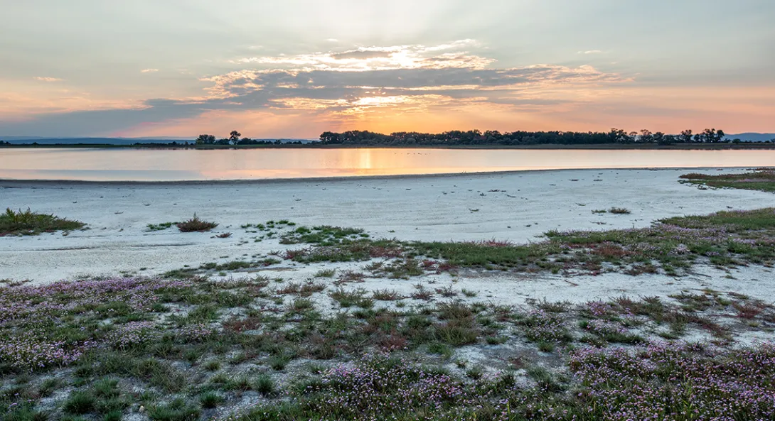 Salzlacke, ein Gebiet mit Strand, kleinen Blümchen und dem Wasser im Hintergrund.