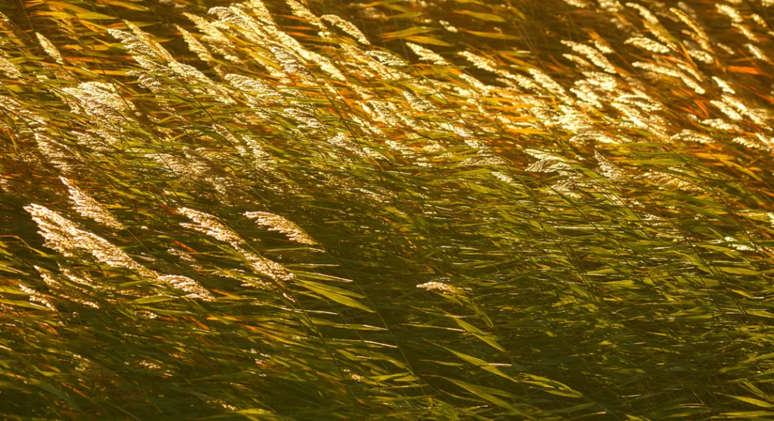 Schilf, das sich im Wind nach links biegt