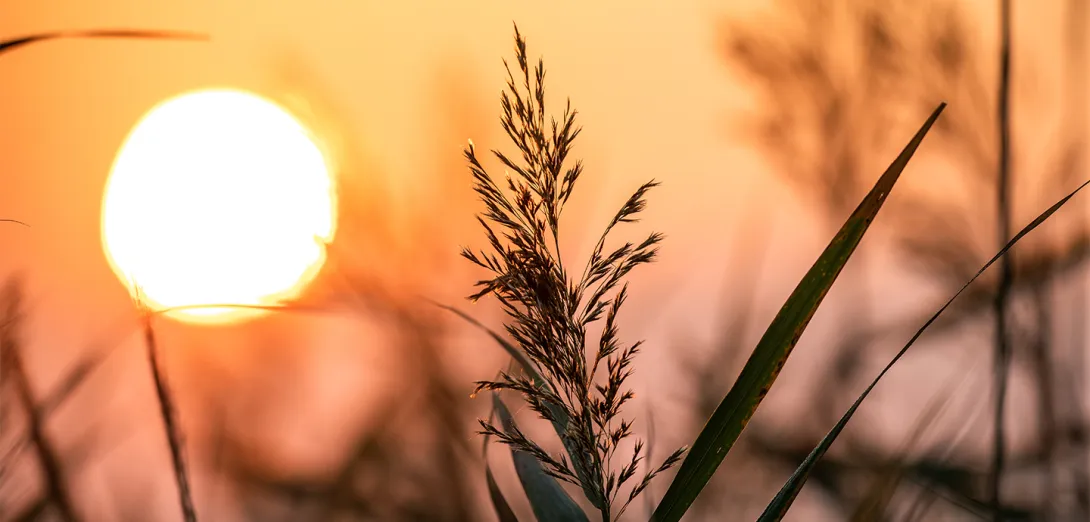 Schilf und Sonne