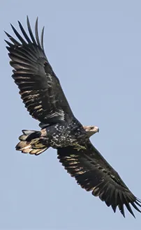 Seeadler