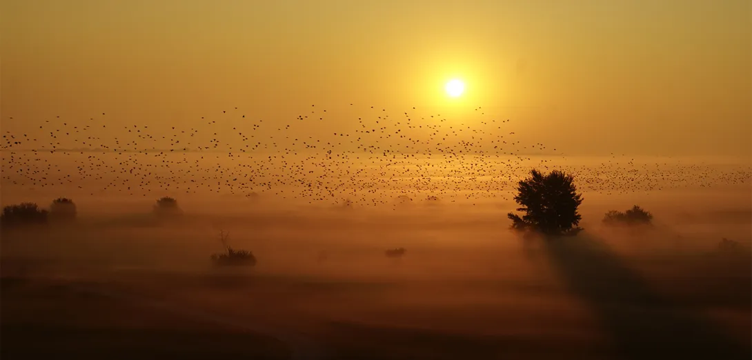 Sonnenaufgang im Herbst mit Vogelschwarm