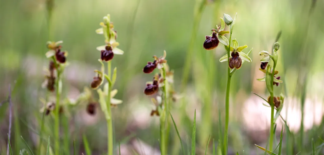 Spinnenragwurz, Orchideenart