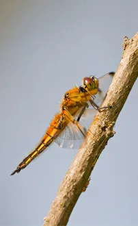 Vierfleck Libelle