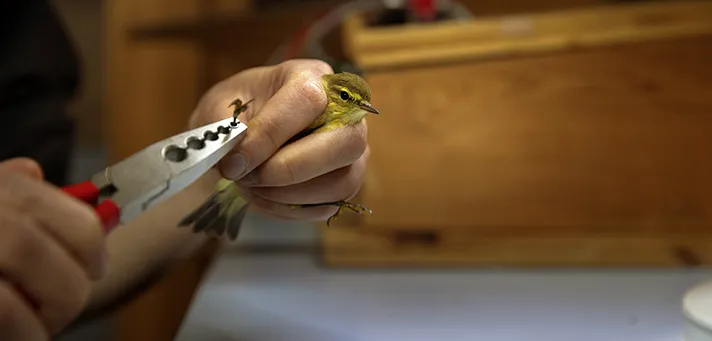 Vogelberingung