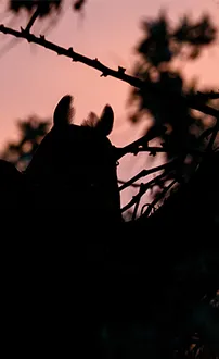Silhouette einer Waldohreule
