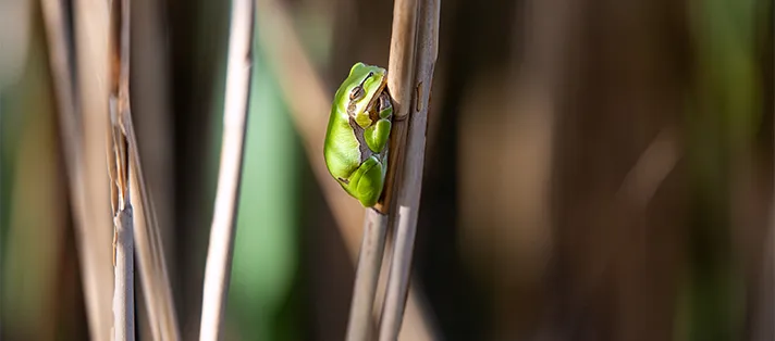 Laubfrosch