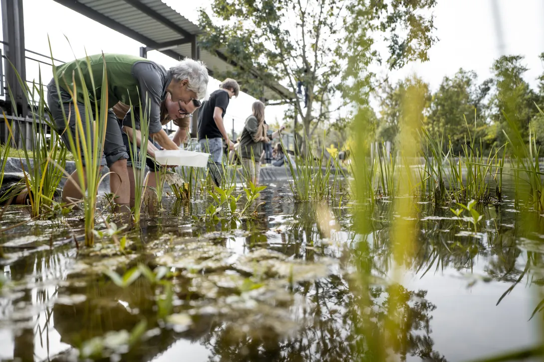 Wasserpflanzen im Wasser