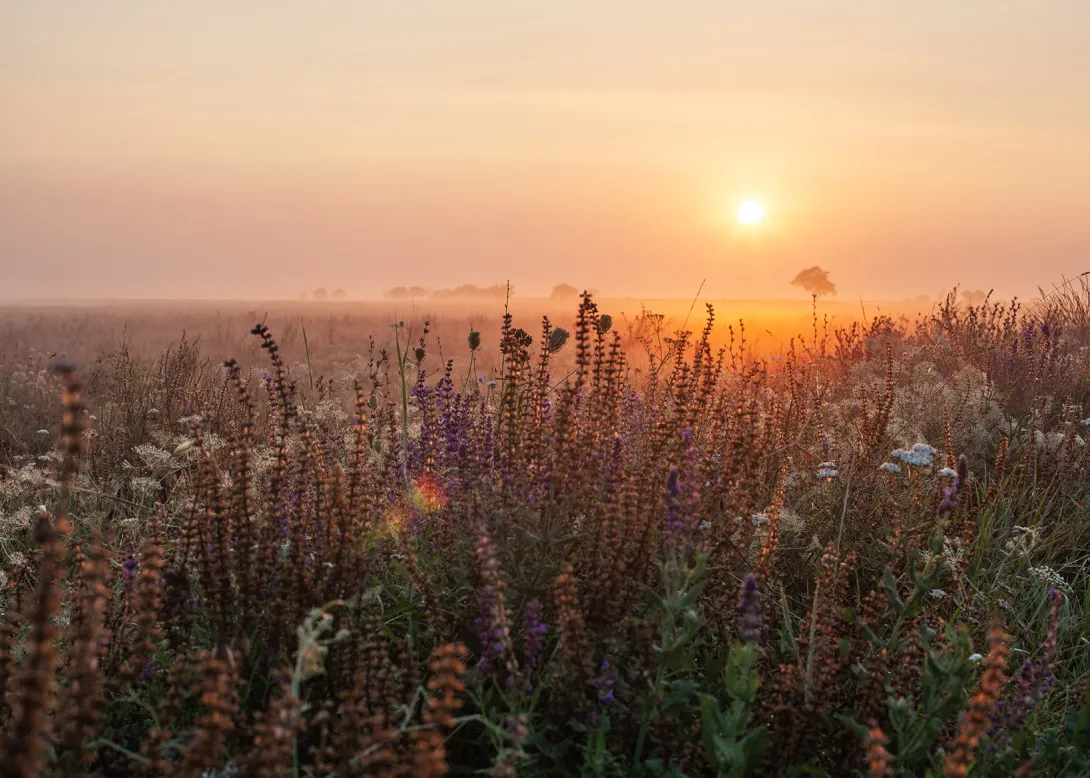 Wiese mit zahlreichen Blüten