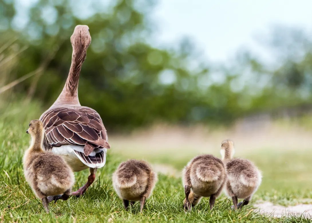 Graugansfamilie