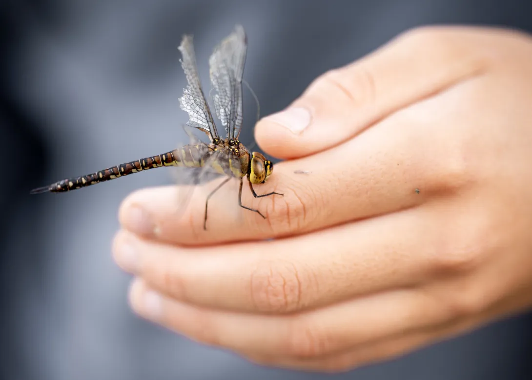 Libelle auf Hand sitzend
