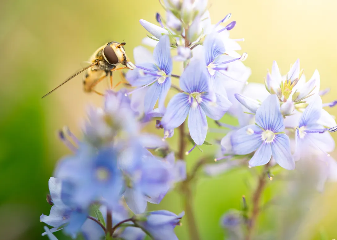 Schwebfliege auf blauer Blüte