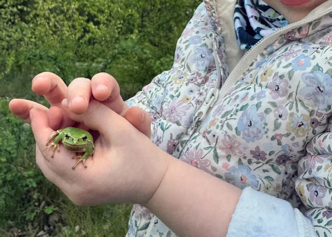 Laubfrosch in Kinderhand