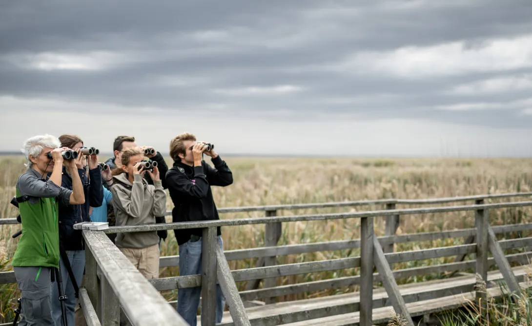 Junior Ranger am Schilfsteg