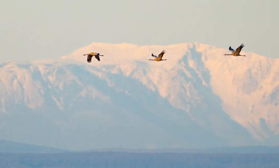 Kranich vor dem Schneeberg