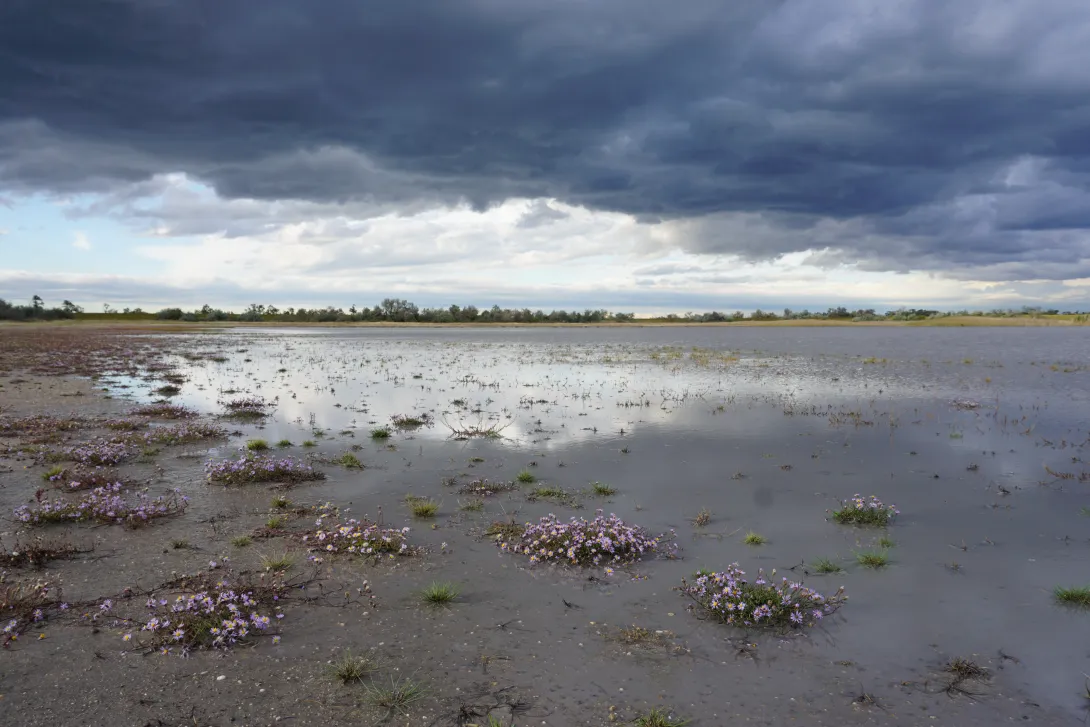 Salzaster in Sodalacke