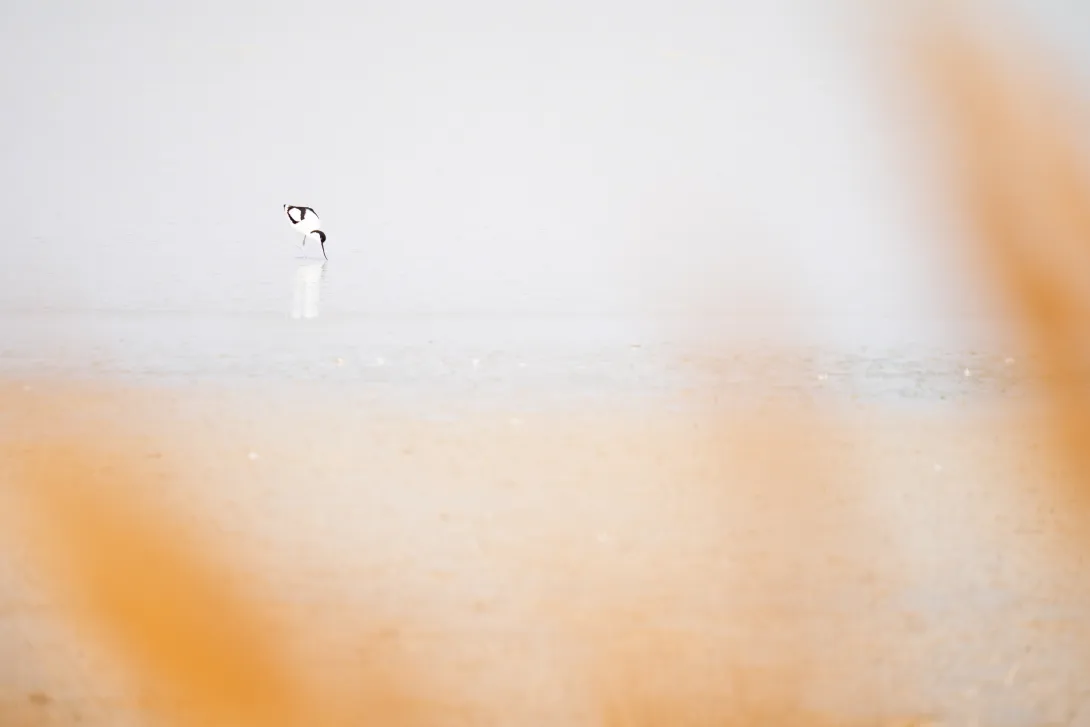 Säbelschnäbler in Sodalacke